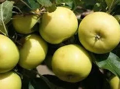 Appelboom (Malus Domestica 'Greensleeves') 7 Appelboom (Malus Domestica 'Greensleeves') -Tuin Puur Verkoop malus greensleeves