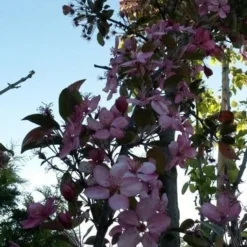 Sierappel (Malus 'Liset') -Tuin Puur Verkoop malus liset