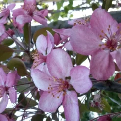 Sierappel (Malus 'Rudolf') 7 Sierappel (Malus 'Rudolf') -Tuin Puur Verkoop malus liset 2 1