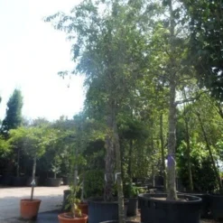 Sierappel (Malus 'Red Sentinel') -Tuin Puur Verkoop malus red sentinel 25 30ho c500