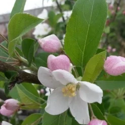 Sierappel (Malus 'Red Sentinel') -Tuin Puur Verkoop malus red sentinel 2