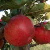 Appelboom (Malus Domestica 'Winston') -Tuin Puur Verkoop malus winston