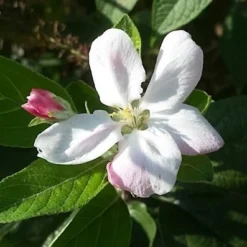 Appelboom (Malus Domestica 'Elstar') 11 Appelboom (Malus Domestica 'Elstar') -Tuin Puur Verkoop maluselstarbloesem01 2
