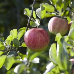 Appelboom (Malus Domestica 'Elstar')