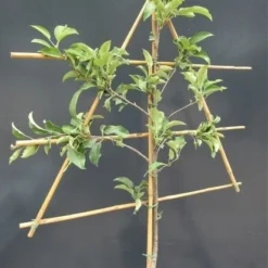 Lei-Appel (Malus Domestica 'Santana') -Tuin Puur Verkoop malusleivorm1 1 24