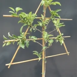 Lei-Appel (Malus Domestica 'Rode Jonagold') -Tuin Puur Verkoop malusleivorm1 2