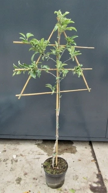 Lei-Appel (Malus Domestica 'Winston') 4 Lei-Appel (Malus Domestica 'Winston') - Afbeelding 2