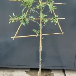 Lei-Appel (Malus Domestica 'Rode Jonagold') -Tuin Puur Verkoop malusleivorm2 2