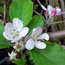 Lei-Appel (Malus Domestica 'Summerred') 9 Lei-Appel (Malus Domestica 'Summerred') -Tuin Puur Verkoop malussummerredbloesem01 1