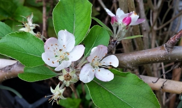 Lei-Appel (Malus Domestica 'Summerred') 5 Lei-Appel (Malus Domestica 'Summerred') - Afbeelding 3
