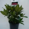 Rhododendron (Rhododendron 'Marie Forte') -Tuin Puur Verkoop marie forte c5 voor