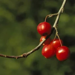 Sierappel (Malus 'Red Sentinel') -Tuin Puur Verkoop marsenti 17