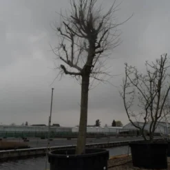 Witte Moerbei (Morus Alba) 29 Witte Moerbei (Morus Alba) -Tuin Puur Verkoop morus alba 40 50 1