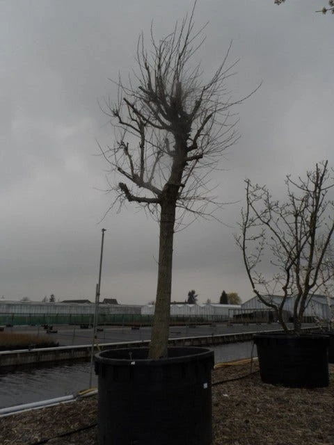 Witte Moerbei (Morus Alba) 10 Witte Moerbei (Morus Alba) - Afbeelding 8