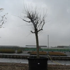 Witte Moerbei (Morus Alba) 31 Witte Moerbei (Morus Alba) -Tuin Puur Verkoop morus alba 40 50 2