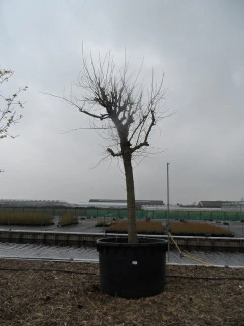 Witte Moerbei (Morus Alba) 12 Witte Moerbei (Morus Alba) - Afbeelding 10