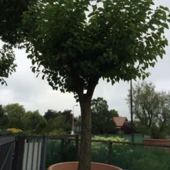 Witte Moerbei (Morus Alba) 33 Witte Moerbei (Morus Alba) -Tuin Puur Verkoop morus alba 62 63