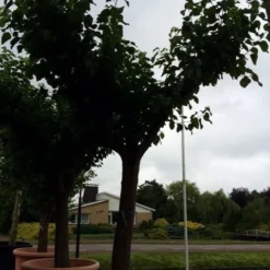 Witte Moerbei (Morus Alba) 32 Witte Moerbei (Morus Alba) -Tuin Puur Verkoop morus alba 62 cm