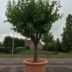 Witte Moerbei (Morus Alba) 34 Witte Moerbei (Morus Alba) -Tuin Puur Verkoop morus alba 68 69cm