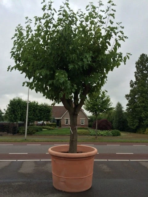 Witte Moerbei (Morus Alba) 15 Witte Moerbei (Morus Alba) - Afbeelding 13