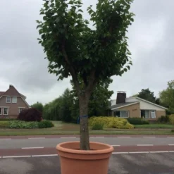 Witte Moerbei (Morus Alba) 35 Witte Moerbei (Morus Alba) -Tuin Puur Verkoop morus alba 68cm