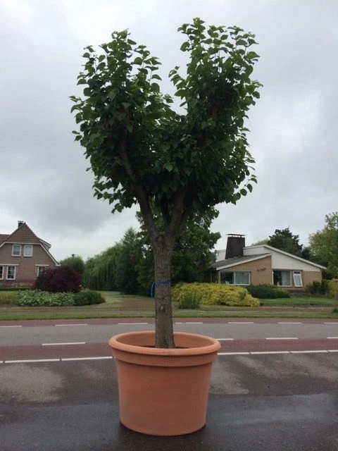 Witte Moerbei (Morus Alba) 16 Witte Moerbei (Morus Alba) - Afbeelding 14