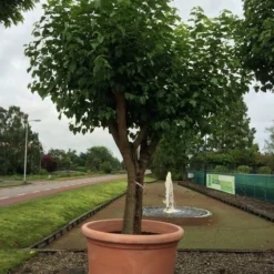 Witte Moerbei (Morus Alba) 37 Witte Moerbei (Morus Alba) -Tuin Puur Verkoop morus alba 75cm