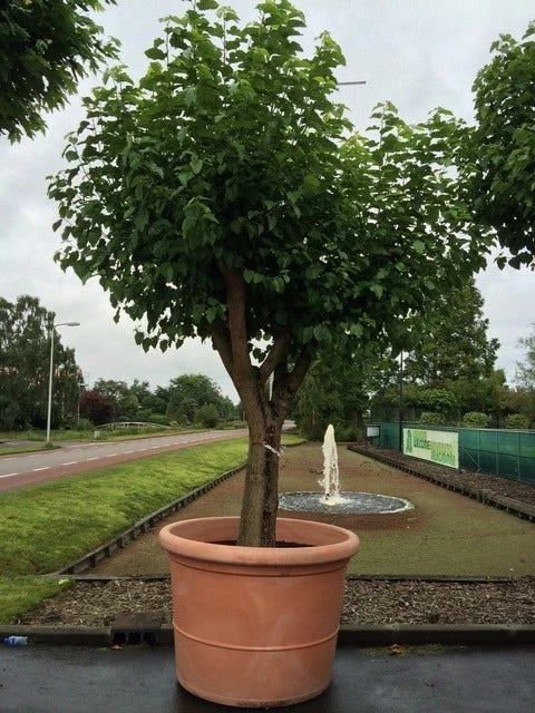 Witte Moerbei (Morus Alba) 18 Witte Moerbei (Morus Alba) - Afbeelding 16