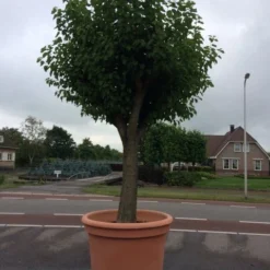 Witte Moerbei (Morus Alba) 36 Witte Moerbei (Morus Alba) -Tuin Puur Verkoop morus alba 78cm