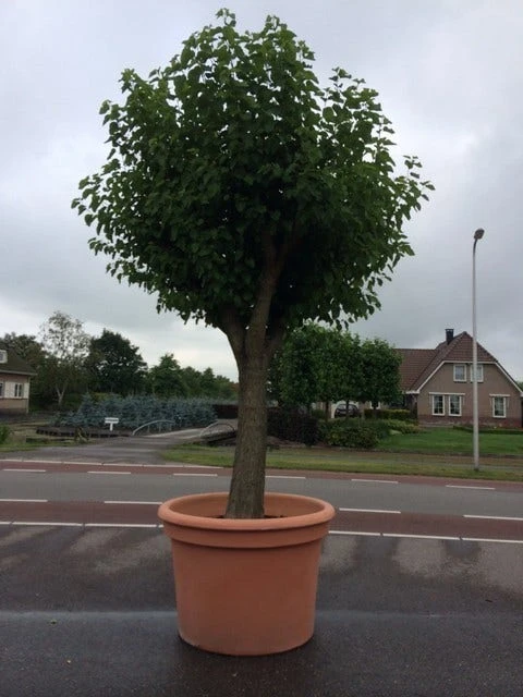 Witte Moerbei (Morus Alba) 17 Witte Moerbei (Morus Alba) - Afbeelding 15