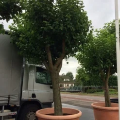 Witte Moerbei (Morus Alba) 38 Witte Moerbei (Morus Alba) -Tuin Puur Verkoop morus alba 80cm