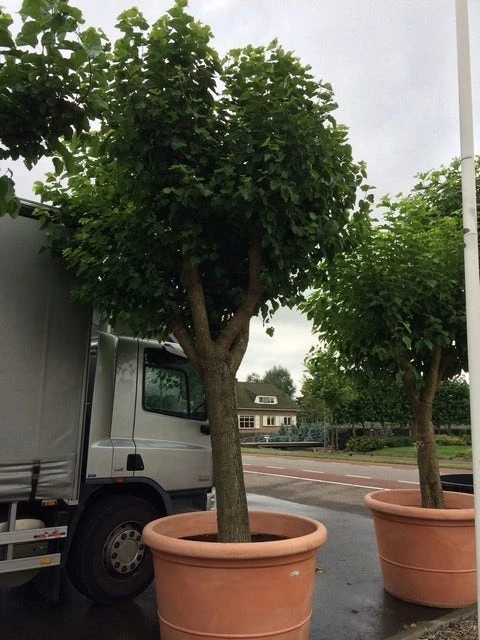 Witte Moerbei (Morus Alba) 19 Witte Moerbei (Morus Alba) - Afbeelding 17