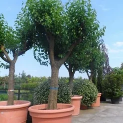 Witte Moerbei (Morus Alba) 39 Witte Moerbei (Morus Alba) -Tuin Puur Verkoop morus alba en nigra oude solitaire knotvorm