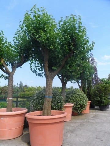 Witte Moerbei (Morus Alba) 20 Witte Moerbei (Morus Alba) - Afbeelding 18