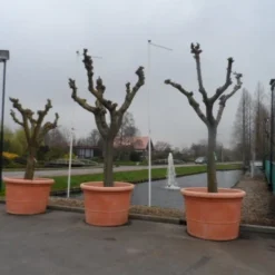 Witte Moerbei (Morus Alba) 40 Witte Moerbei (Morus Alba) -Tuin Puur Verkoop morus alba knotvorm solitair 1