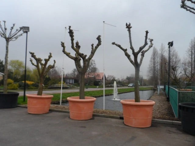 Witte Moerbei (Morus Alba) 21 Witte Moerbei (Morus Alba) - Afbeelding 19