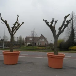 Witte Moerbei (Morus Alba) 41 Witte Moerbei (Morus Alba) -Tuin Puur Verkoop morus alba knotvorm solitair 2