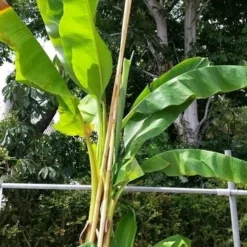 Bananenboom (Musa Basjoo) 8 Bananenboom (Musa Basjoo) -Tuin Puur Verkoop musabasjoo02