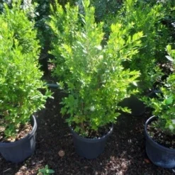 Dwergmirte (Myrtus Communis 'Tarentina') -Tuin Puur Verkoop myrtus communis c10