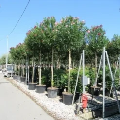 Oleander Als Boom (Nerium Oleander) -Tuin Puur Verkoop nerium