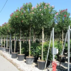Oleander Als Boom (Nerium Oleander) -Tuin Puur Verkoop nerium 10 12 2