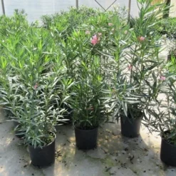 Roze Oleander (Nerium Oleander) 13 Roze Oleander (Nerium Oleander) -Tuin Puur Verkoop nerium 60 80
