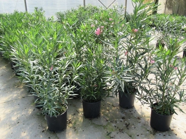 Roze Oleander (Nerium Oleander) 7 Roze Oleander (Nerium Oleander) - Afbeelding 5