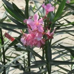 Roze Oleander (Nerium Oleander) 14 Roze Oleander (Nerium Oleander) -Tuin Puur Verkoop nerium roze