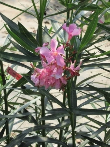 Roze Oleander (Nerium Oleander) 8 Roze Oleander (Nerium Oleander) - Afbeelding 6