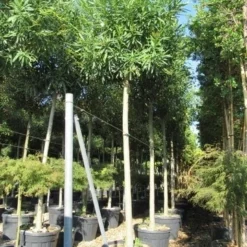 Oleander Als Boom (Nerium Oleander) -Tuin Puur Verkoop nerium stam