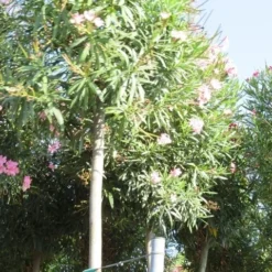 Oleander Als Boom (Nerium Oleander) -Tuin Puur Verkoop nerium stam 3