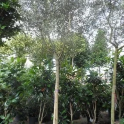 Olijfboom (Olea Europaea ) 10 Olijfboom (Olea Europaea ) -Tuin Puur Verkoop olea europaea 18 20ho c150