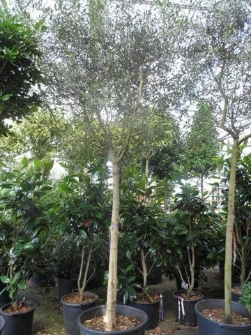 Olijfboom (Olea Europaea ) 4 Olijfboom (Olea Europaea ) - Afbeelding 2
