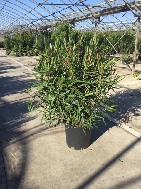 Smalbladige Oleander (Nerium Oleander 'Papa Gambetta') 4 Smalbladige Oleander (Nerium Oleander 'Papa Gambetta') - Afbeelding 2